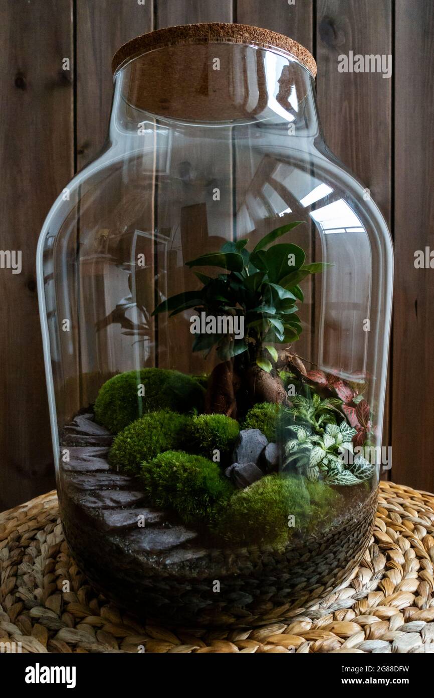 Decoration plants in a glass bottle; self sustaining ecosystem ...