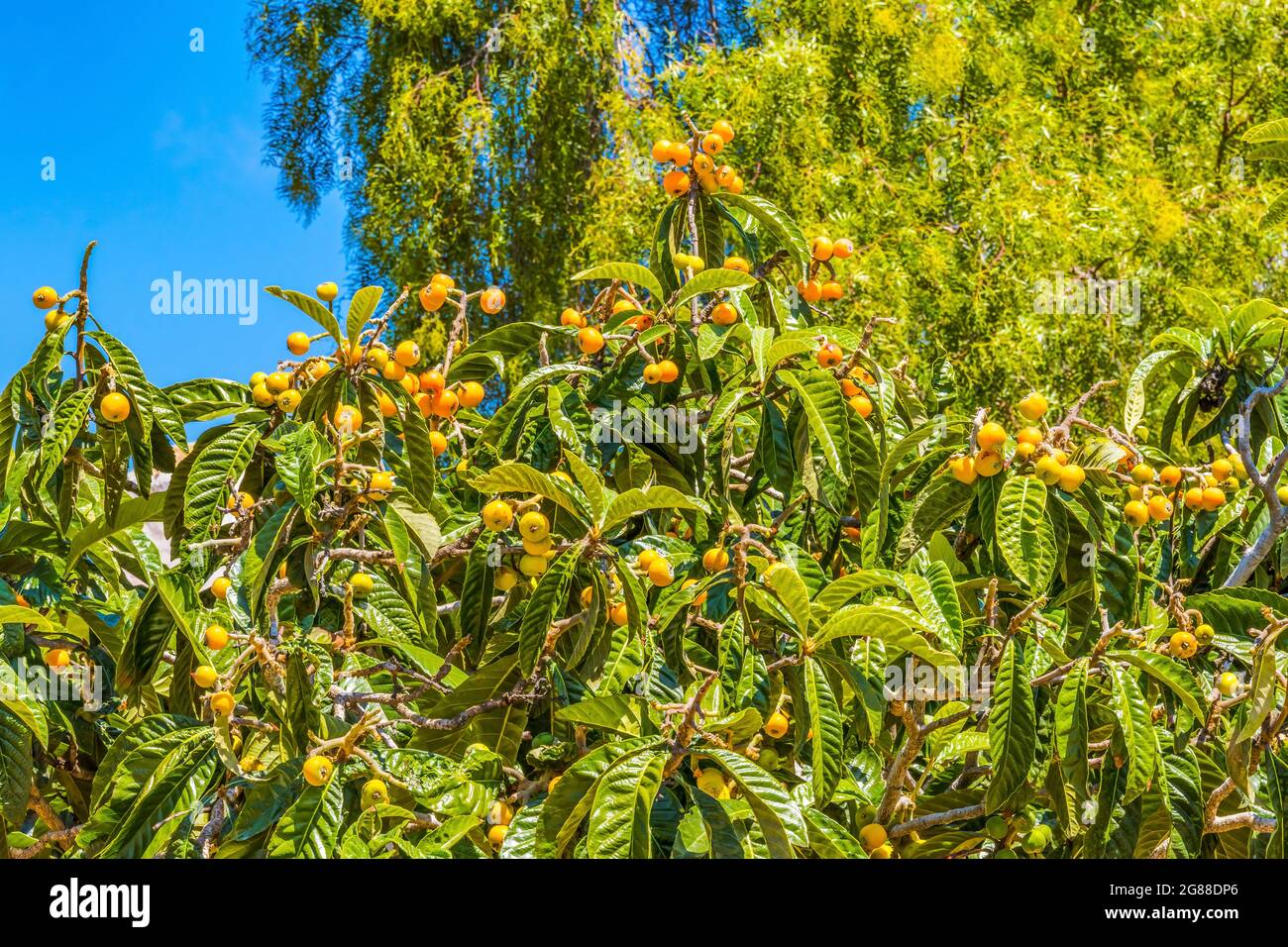 Green Orange Loquat Fruit Tree Old San Diego California. Originally from Asia cultvated for its fruit and leaves to produce tea Stock Photo