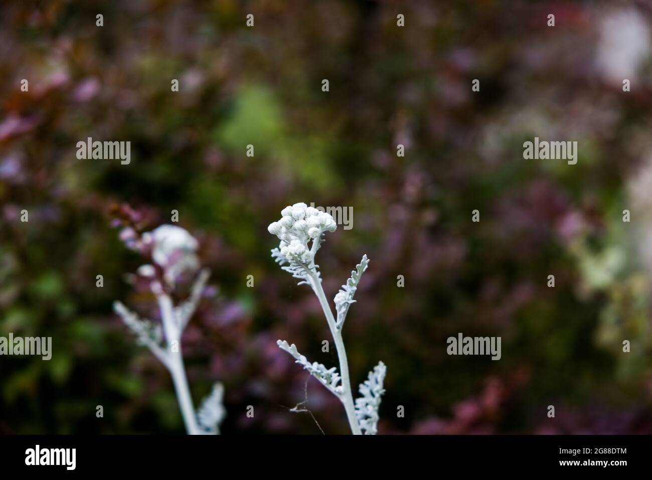 Flower dust plant hi-res stock photography and images - Alamy