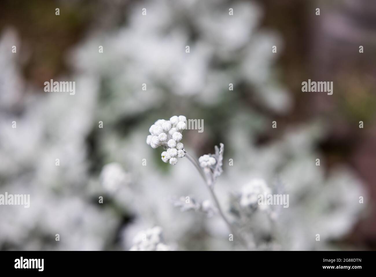 A closeup of a silver dust plant in the garden Stock Photo