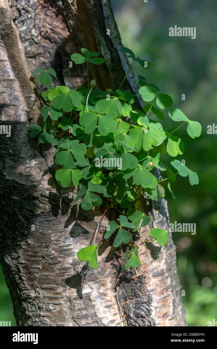 Wild clover growing in a small uro about 3 feet from the ground on the trunk of a native Birch tree found in Cairn Wood National Forest in County Down Stock Photo