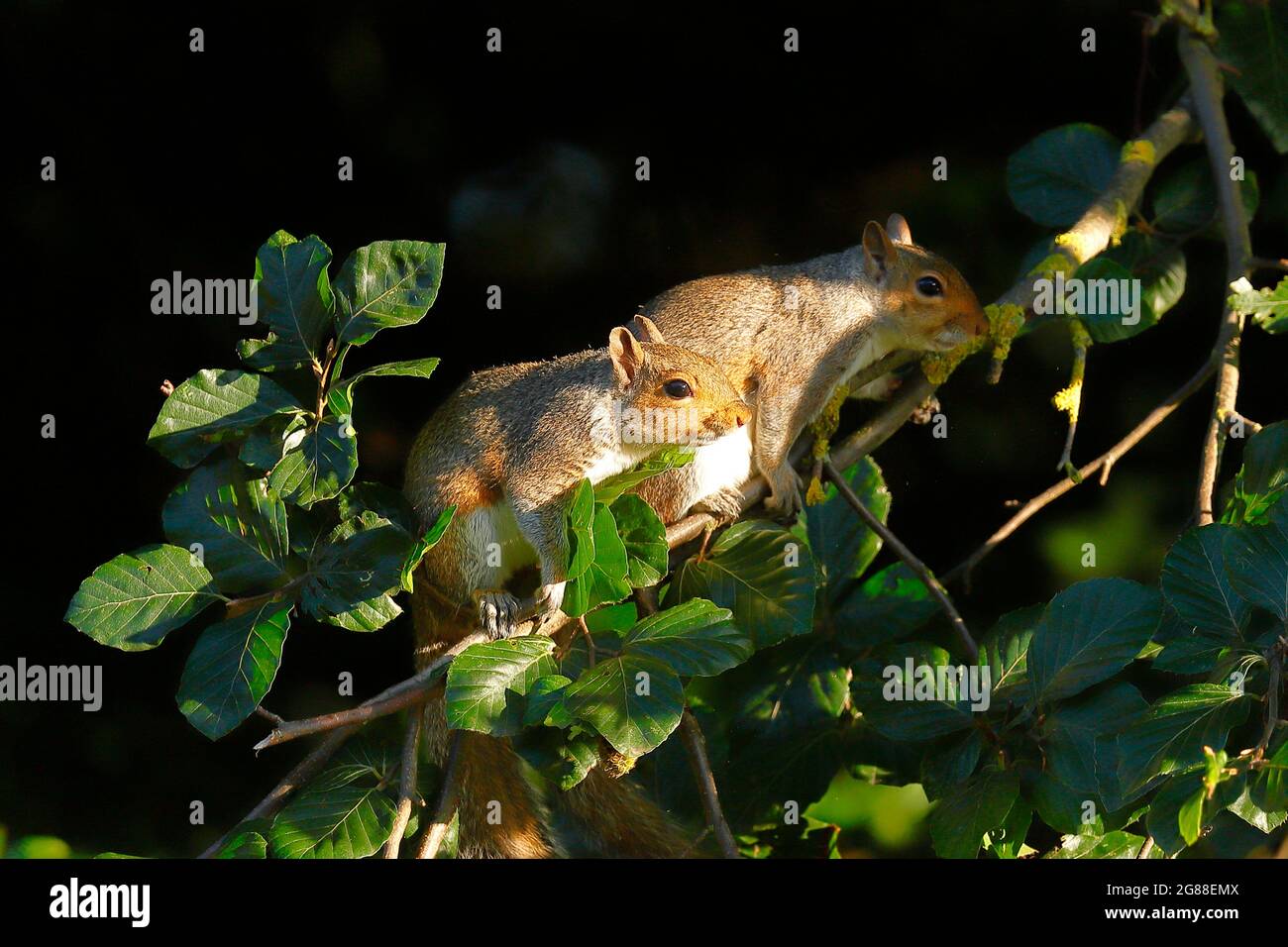 2 Grey Squirrels playing with each other in a tree at Temple Newsam in