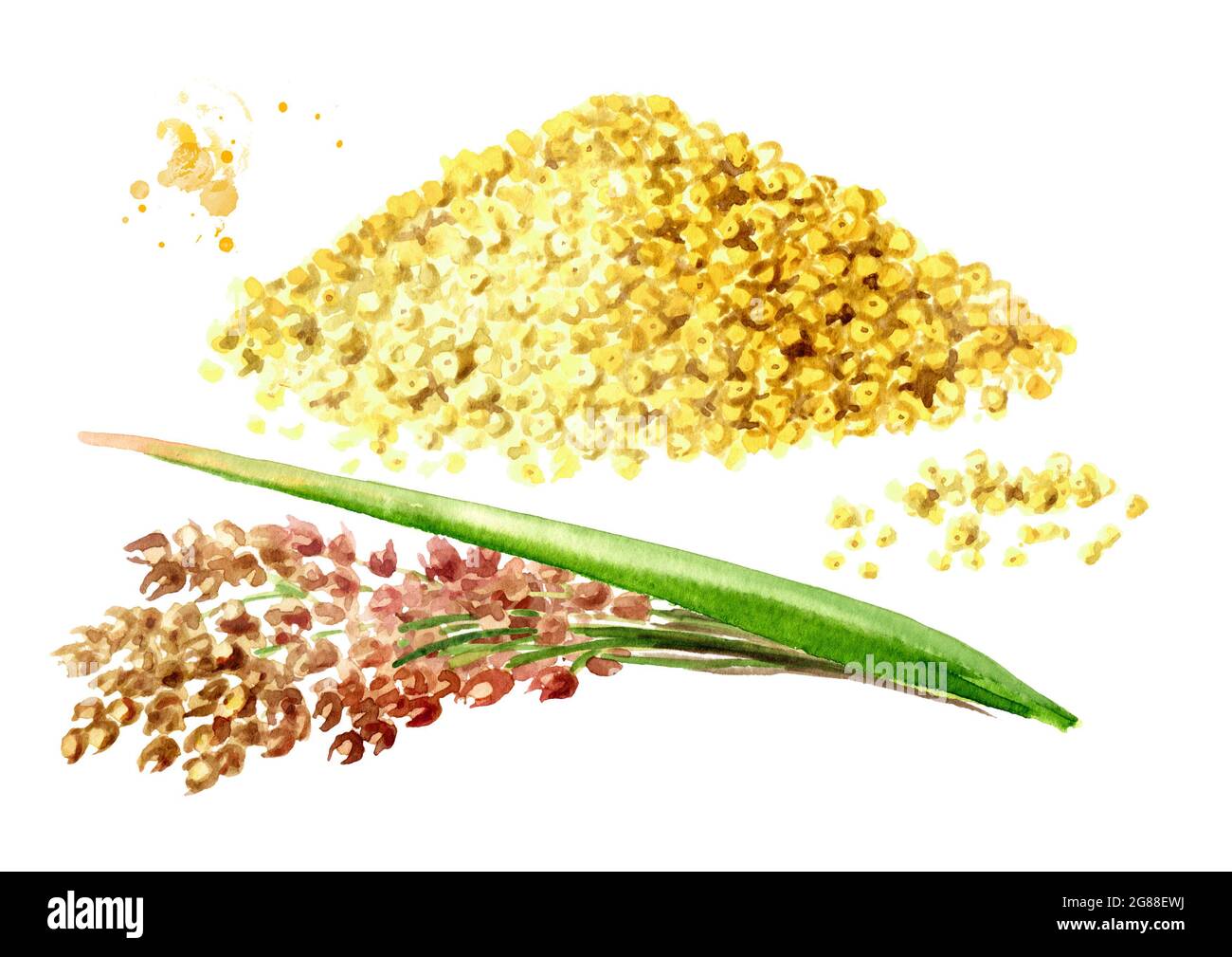 Dry millet grains with ears of millet set. Hand drawn watercolor