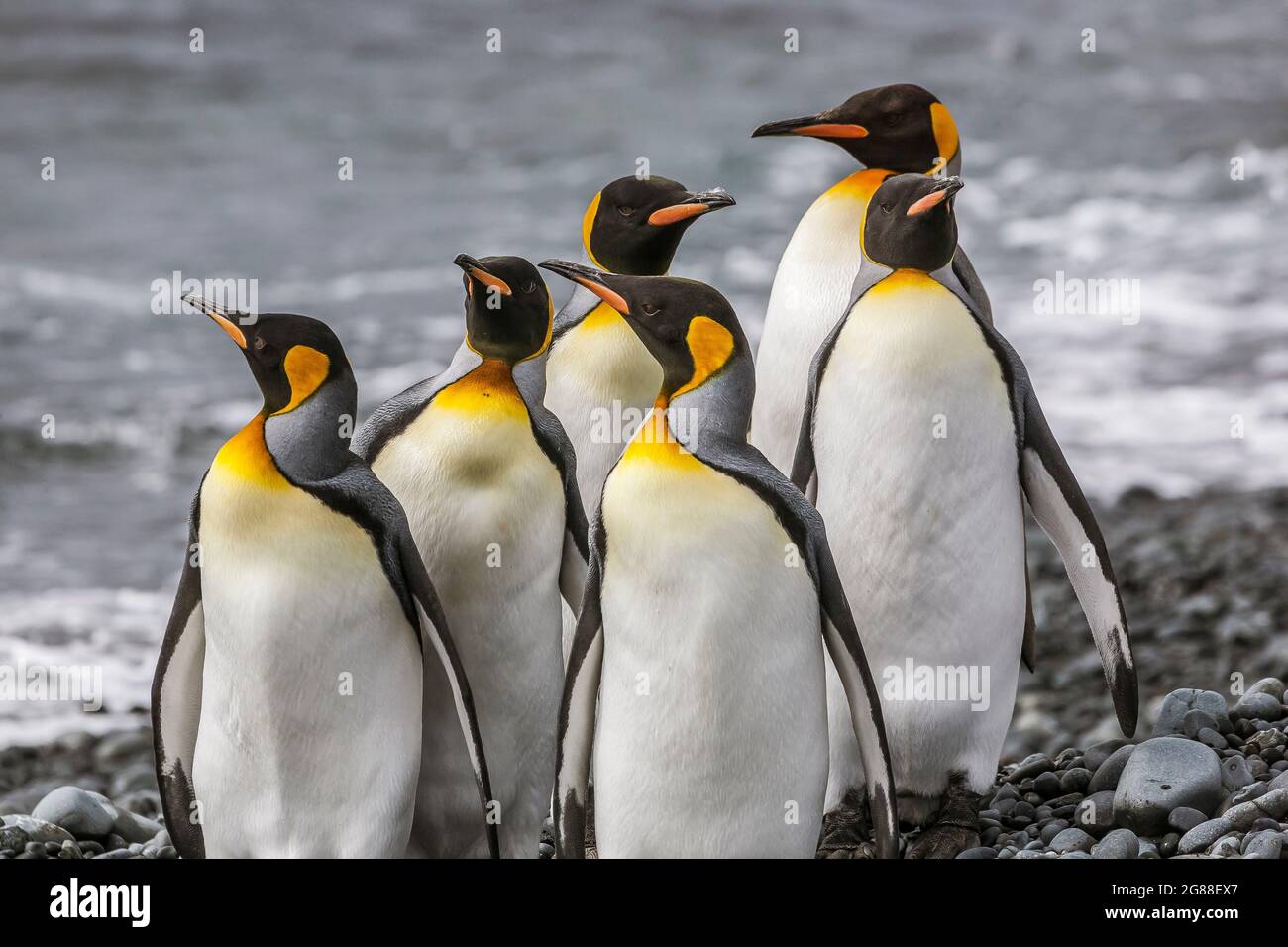 King Penguin on Macquarie Island., King Penguin in front of…