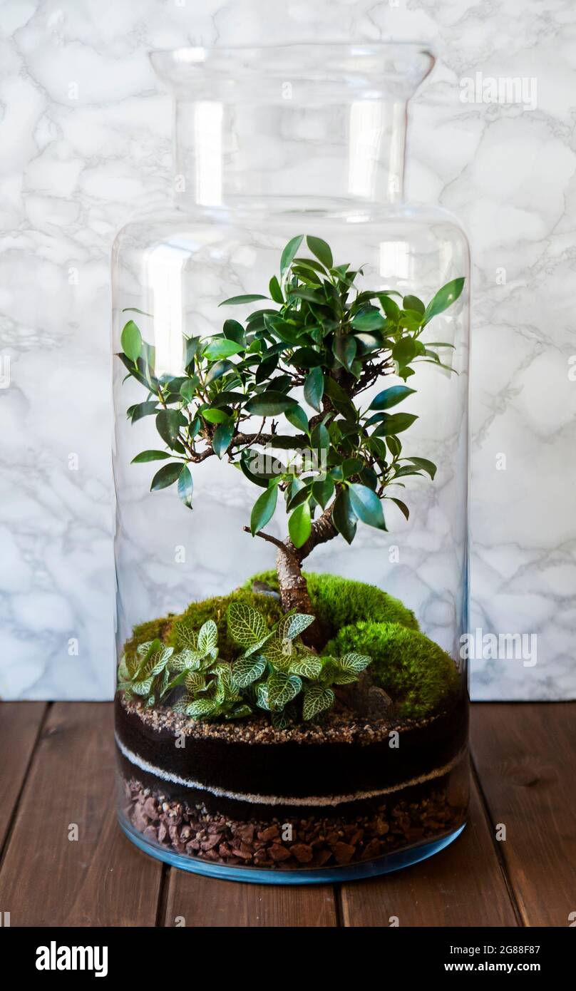 Decoration plants in a glass bottle; self sustaining ecosystem