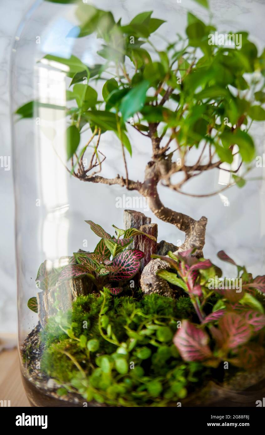 Decoration plants in a glass bottle; self sustaining ecosystem
