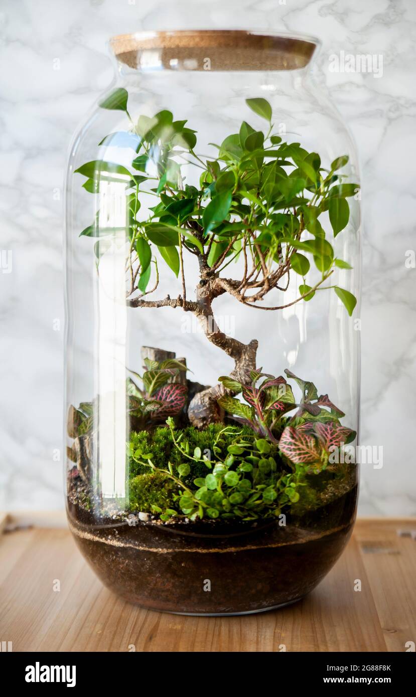 Decoration plants in a glass bottle; self sustaining ecosystem ...