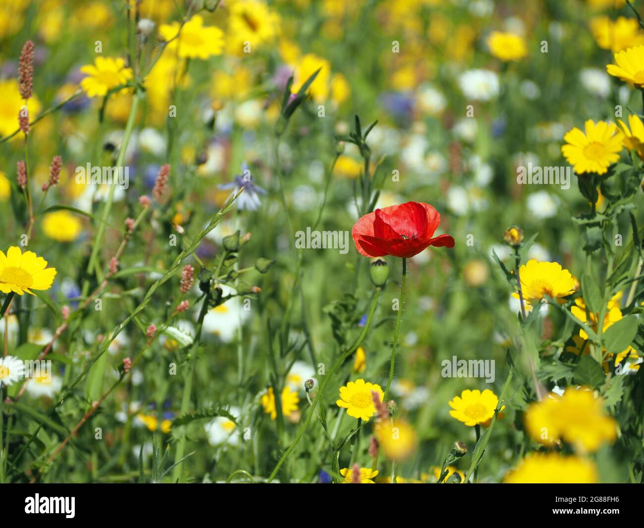 British wildflowers including Corn Marigold (glebionis), English