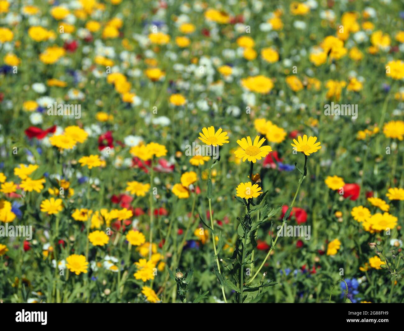 British wildflowers including Corn Marigold (glebionis), English