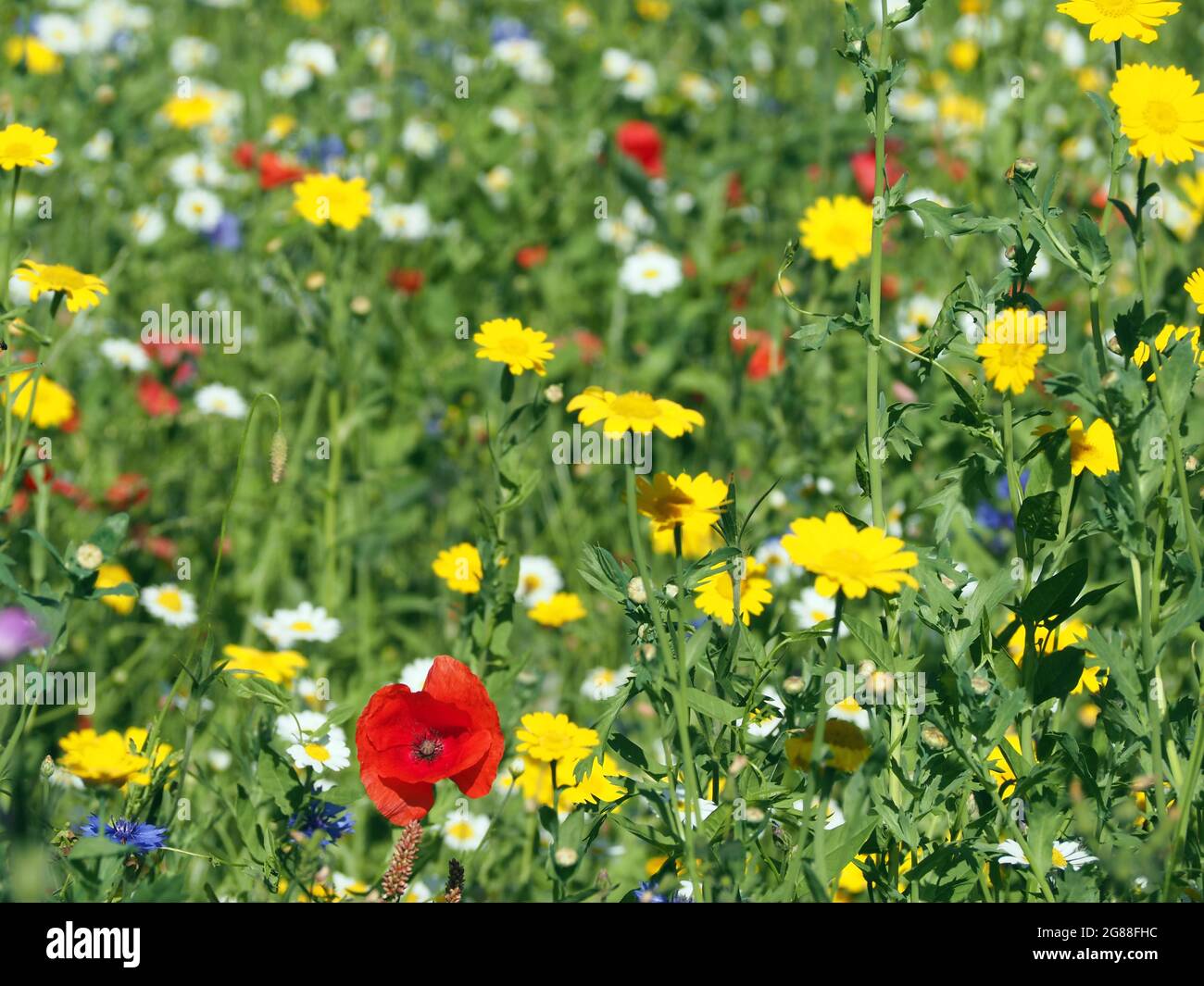 British wildflowers including Corn Marigold (glebionis), English