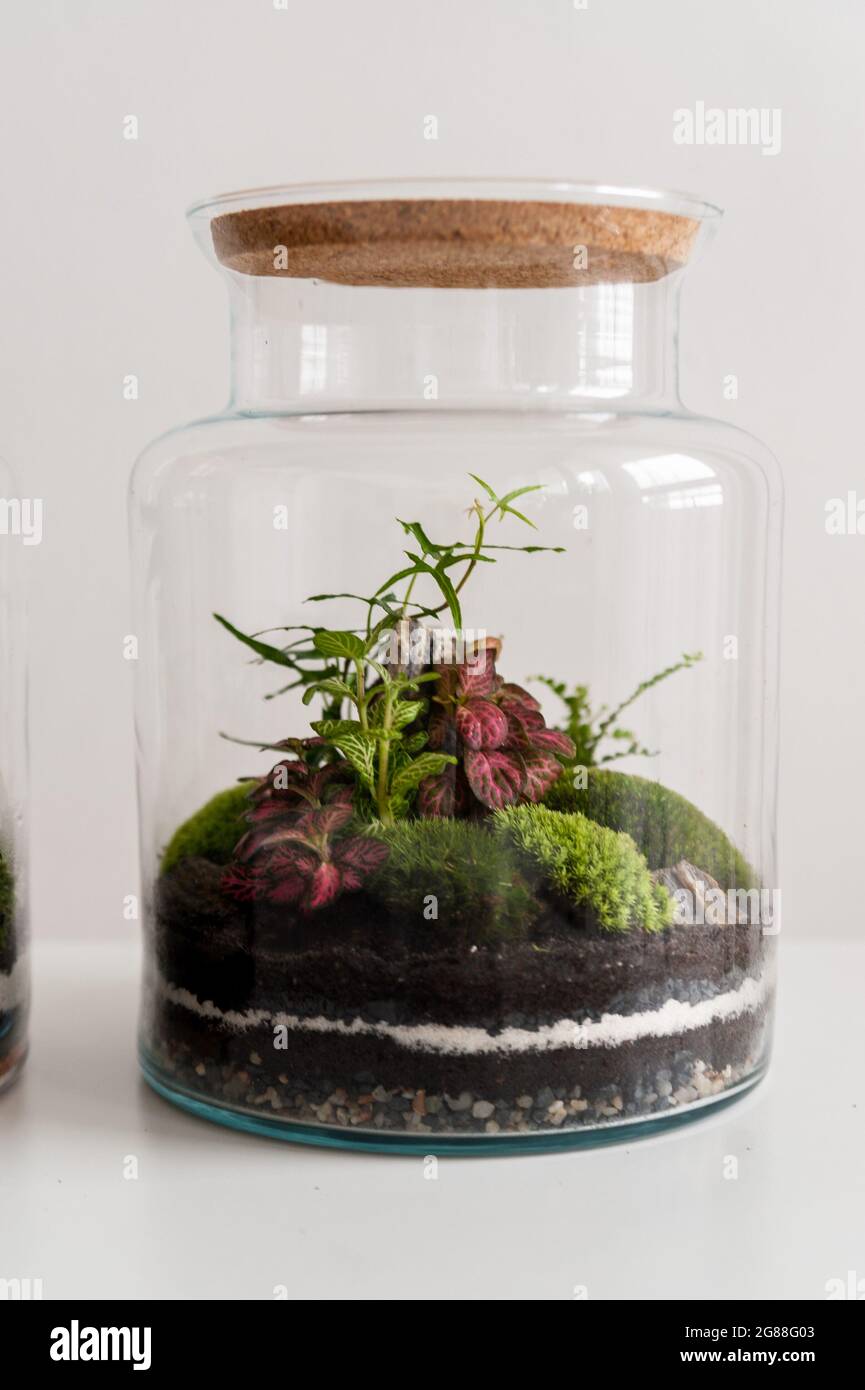 Decoration plants in a glass bottle; self sustaining ecosystem