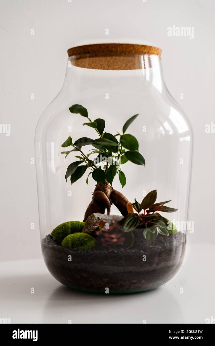 Decoration plants in a glass bottle; self sustaining ecosystem