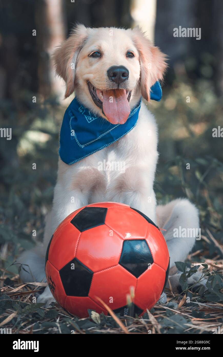 Golden retriever puppy soccer ball hi-res stock photography and images ...