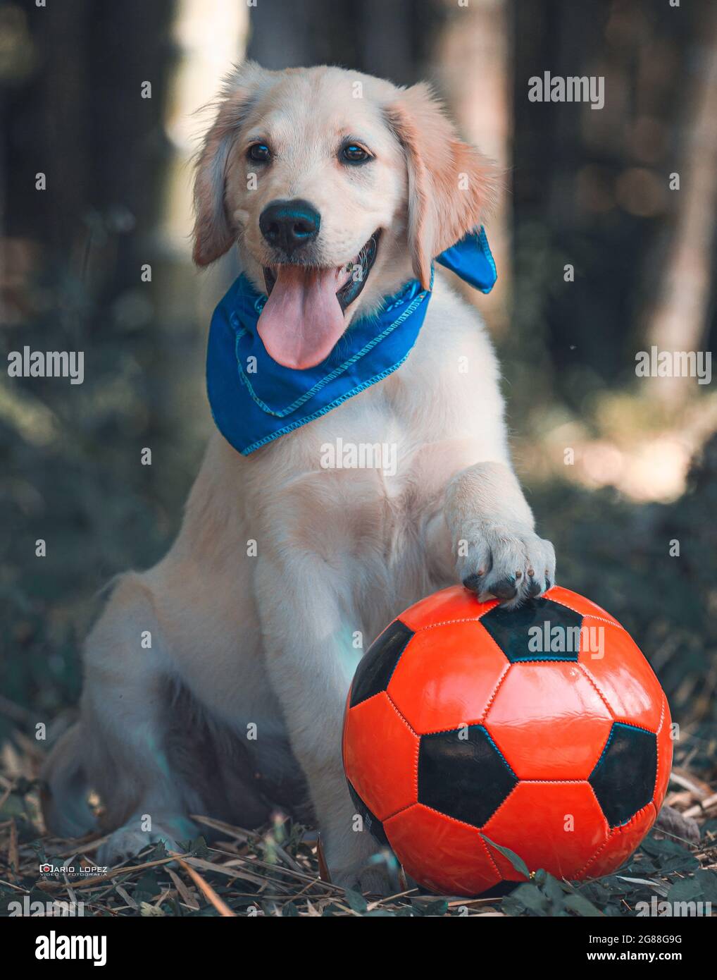 Golden retriever puppy soccer ball hi-res stock photography and images ...