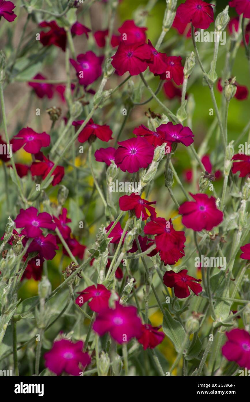auricula dusty miller auricula dusty miller