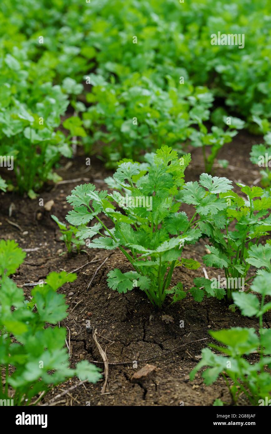 Cilantro field hi-res stock photography and images - Alamy