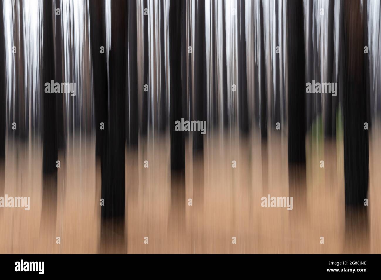 A creative motion blur in a forest of burnt trees on Kangaroo island south australia on may 10th 2021 Stock Photo