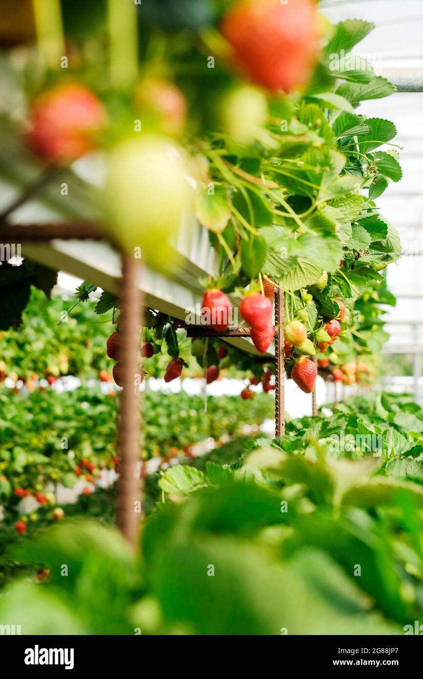 Strawberry plant bush. Strawberries in growth at garden. Ripe berries