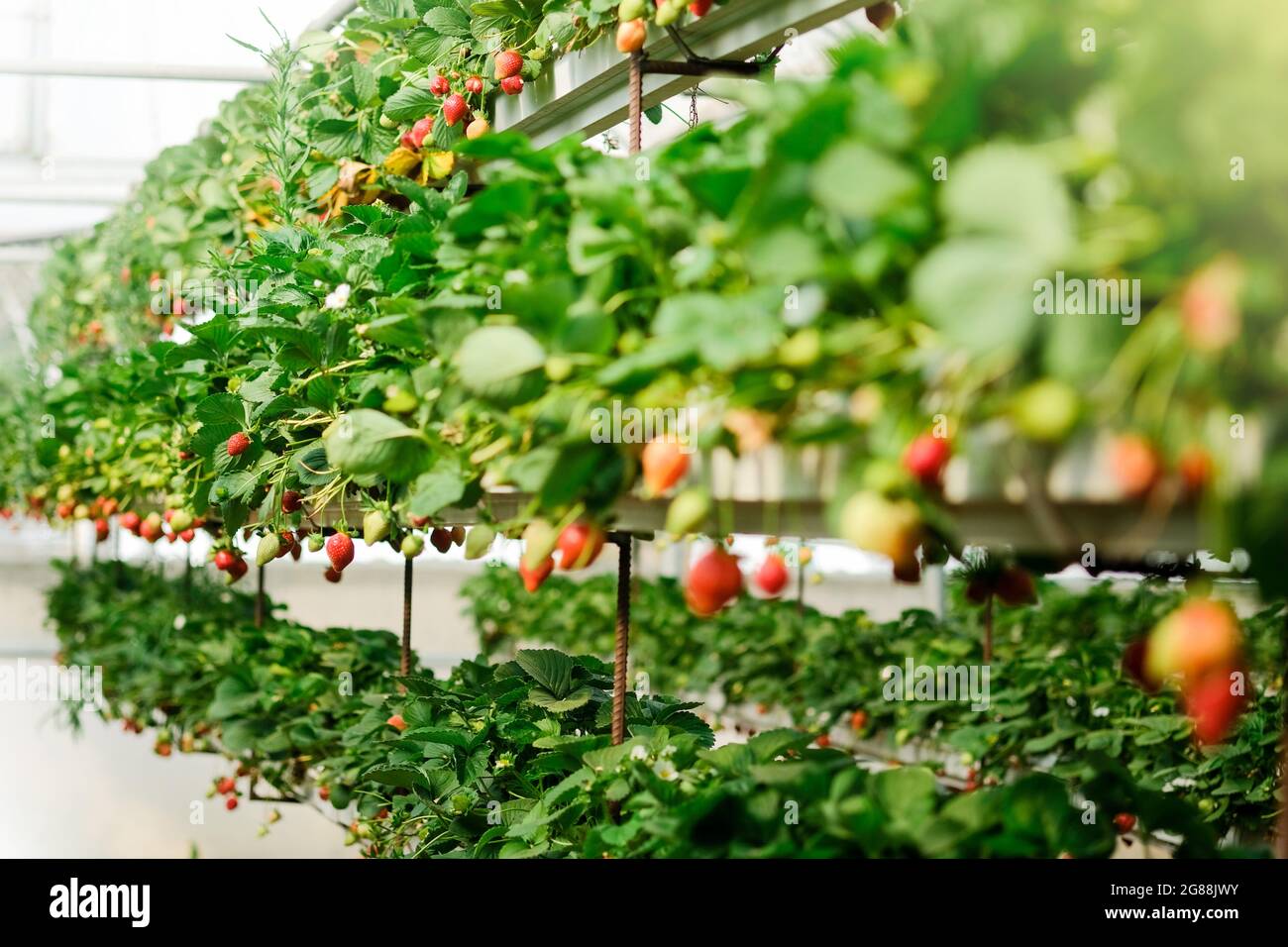 Strawberry plant bush. Strawberries in growth at garden. Ripe berries