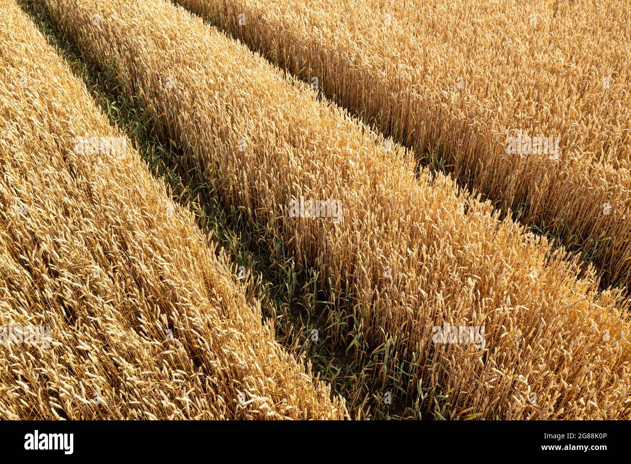 aerial view of wheat field and tracks from tractor, agricultural texture,  wheat farm from above Stock Photo - Alamy