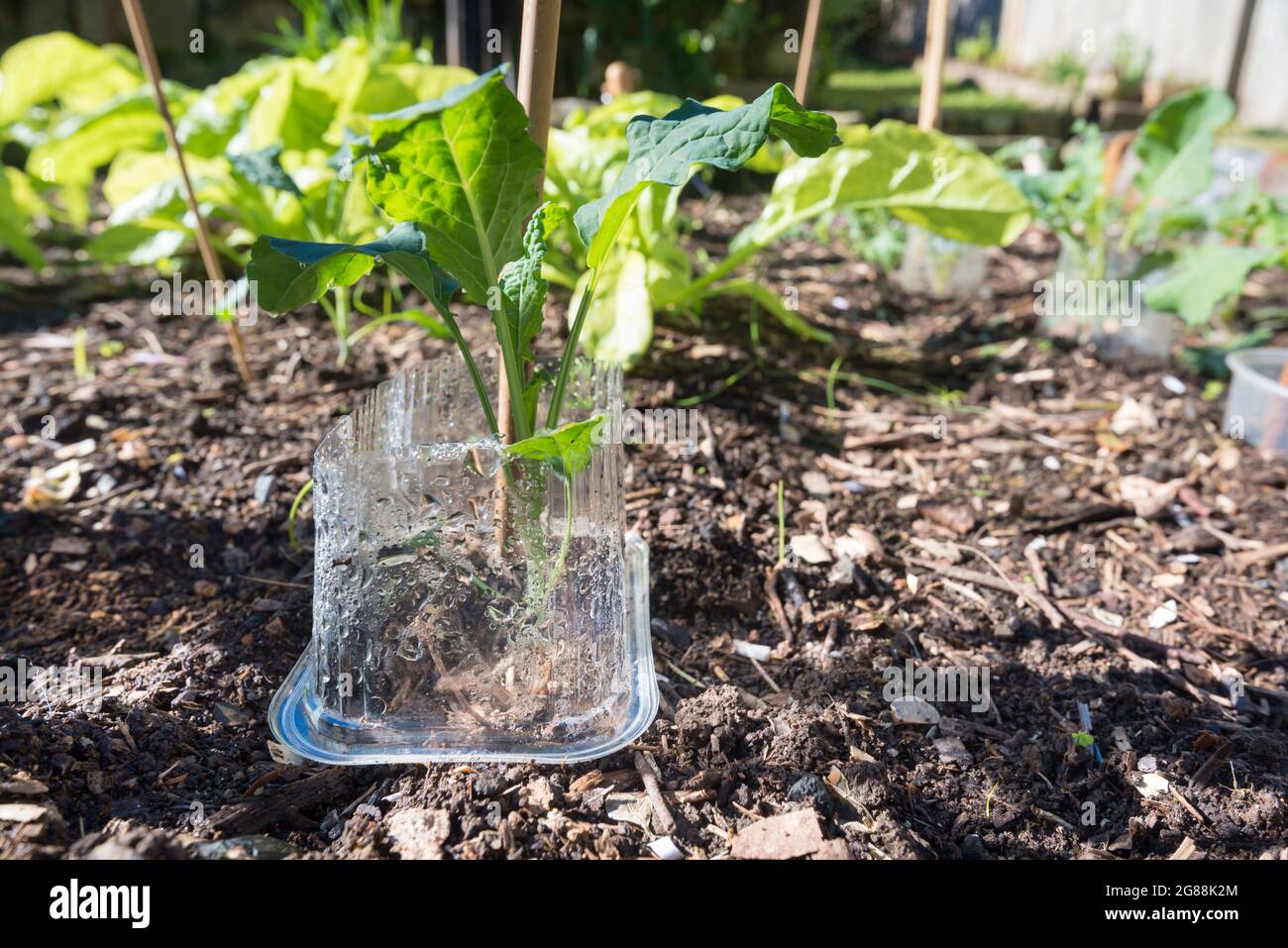 Young Kale plants growing in a vegetable garden in Sydney, Australia, protected from snails and slugs with cut down plastic bottles and containers Stock Photo