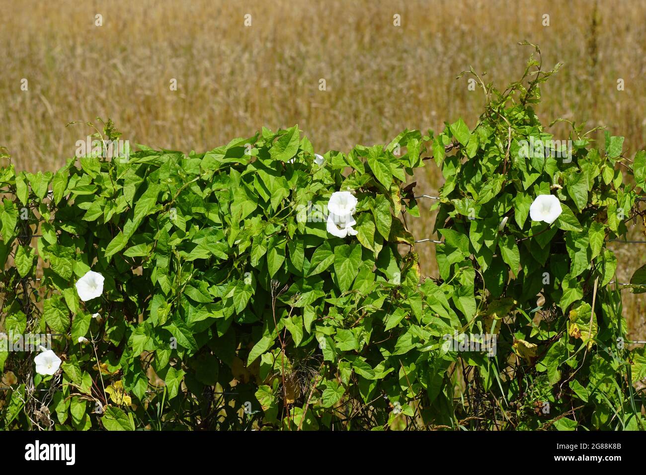 White flowering hedge bindweed (Calystegia sepium) against a fence in the Netherlands. Family Convolvulaceae. Pasture in the background. Stock Photo