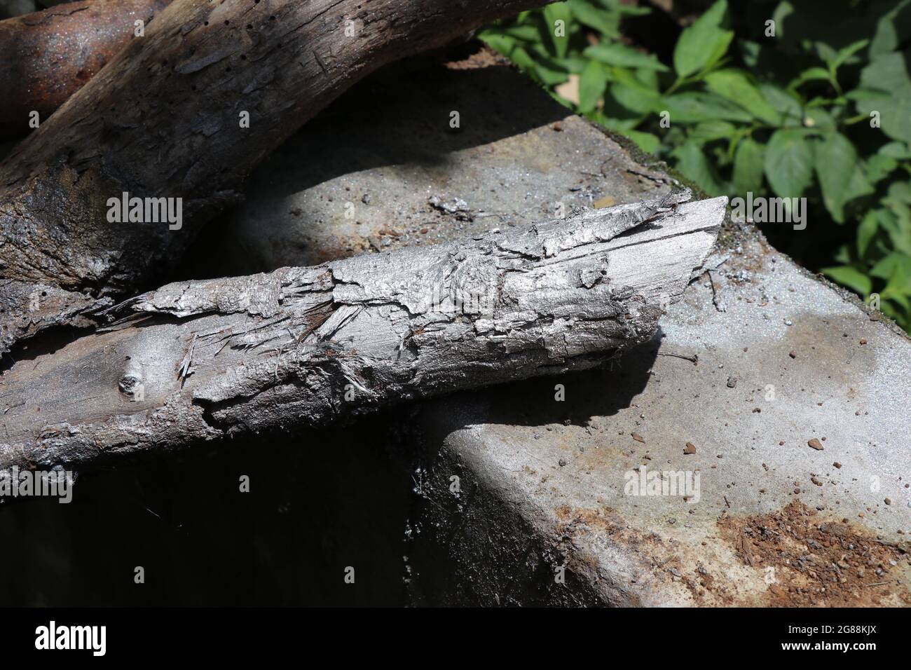 Silver color spray paint spill on piece of wood log Stock Photo