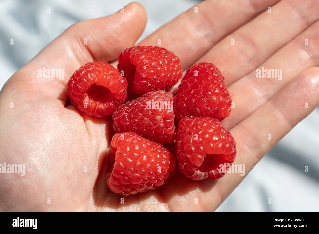 A man's hand holding a handful of fresh red raspberries (Rubus idaeus) in the sunshine. Evocative of the season of summer, UK Stock Photo