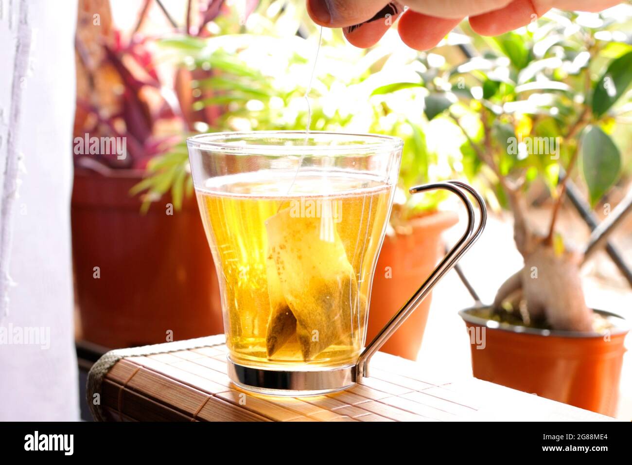 Putting red tea bag into mug with hot water on window with plants Stock Photo