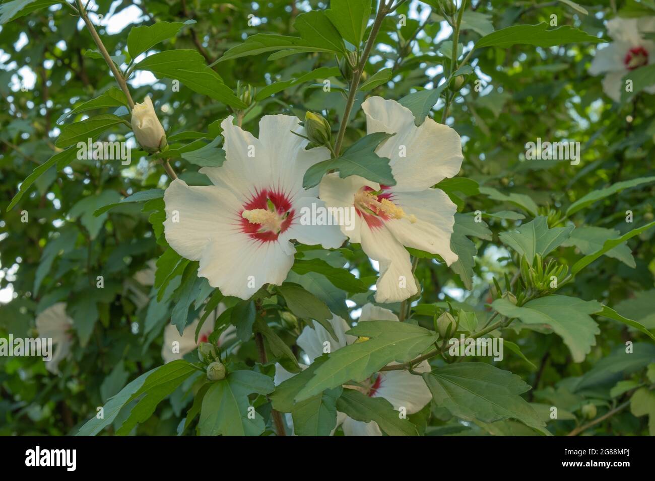 Hibiscus Syrian or Chinese rose, flowers of the Malvaceae family. Flowering Bush with hibiscus flowers. Stock Photo