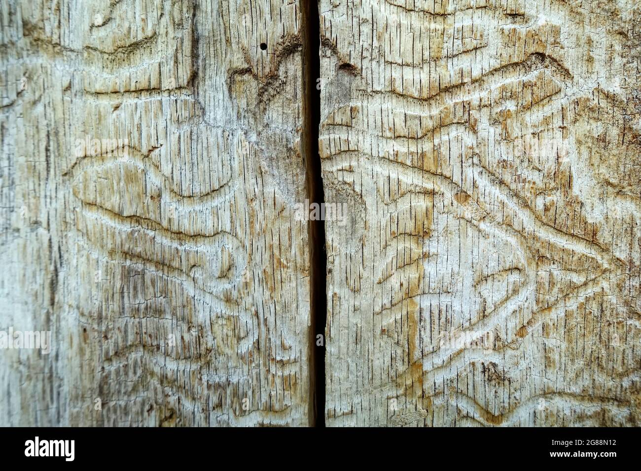 Bark beetles in a tree Stock Photo