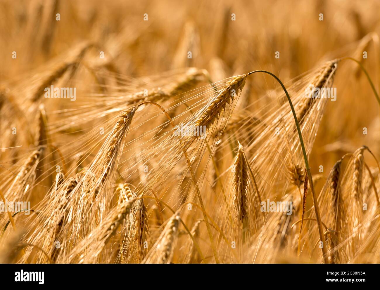 Ripened barley crop Stock Photo