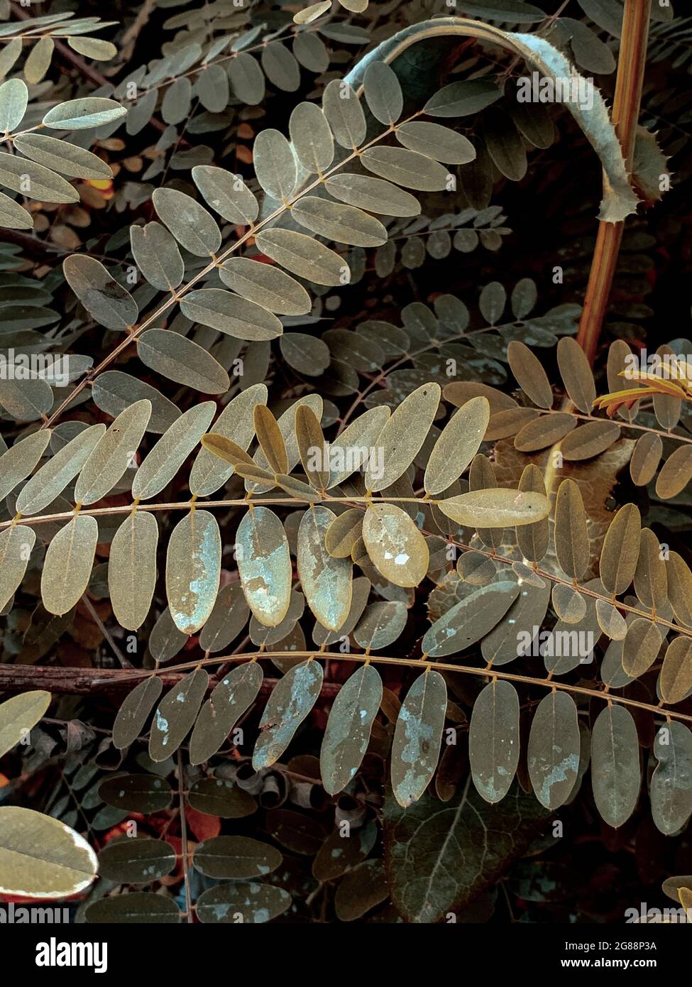 Indigo plant hi-res stock photography and images - Alamy