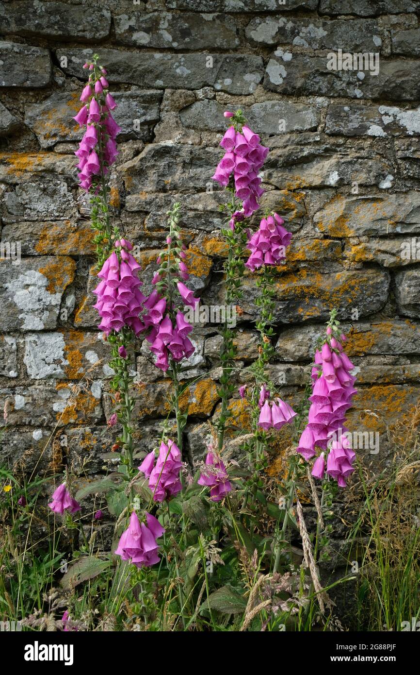 Foxglove - Digitalis - summer flowers beside a stone wall in the Herefordshire countryside, England, UK Stock Photo