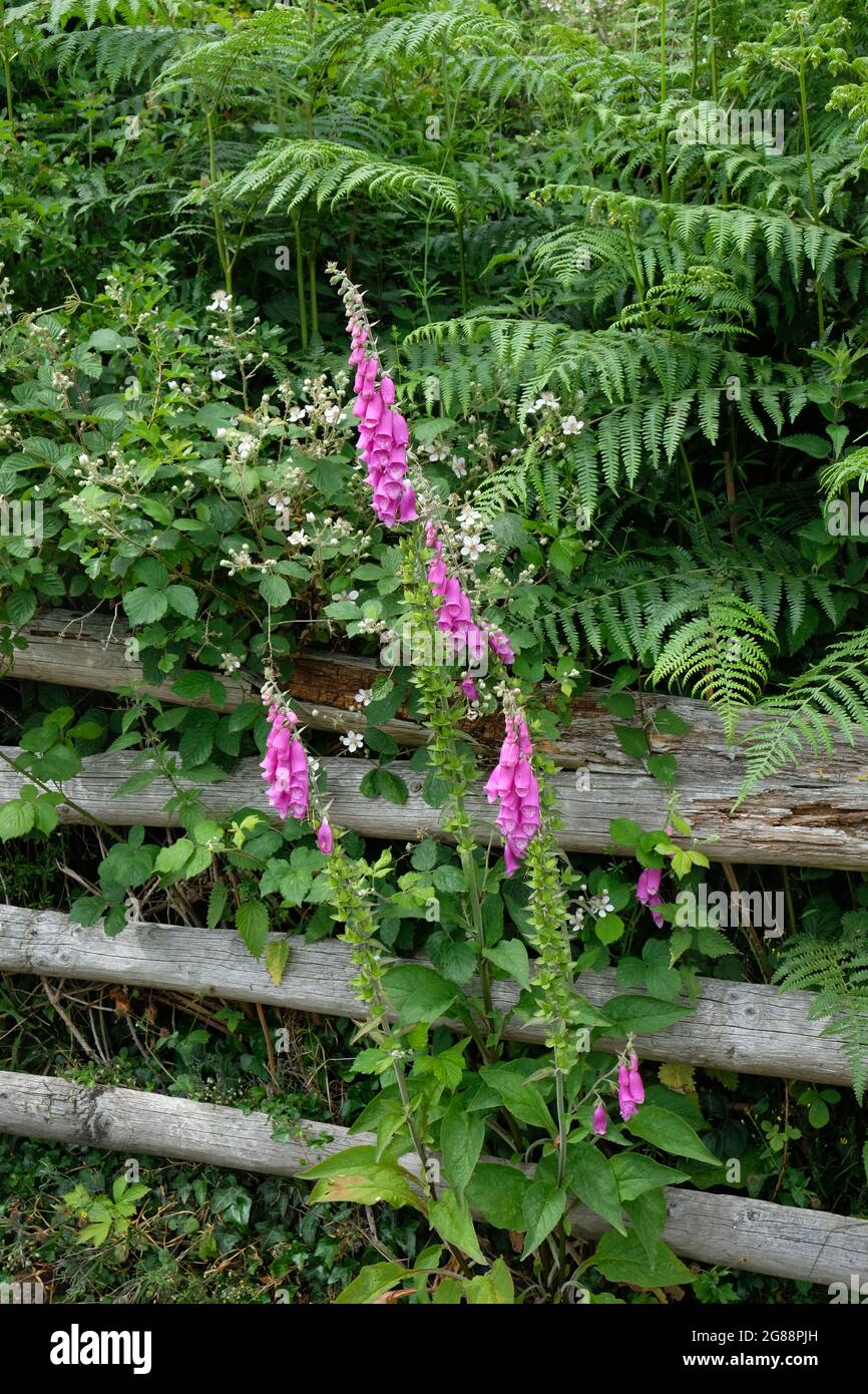 Foxglove - Digitalis - summer flowers in Herefordshire countryside, England, UK Stock Photo