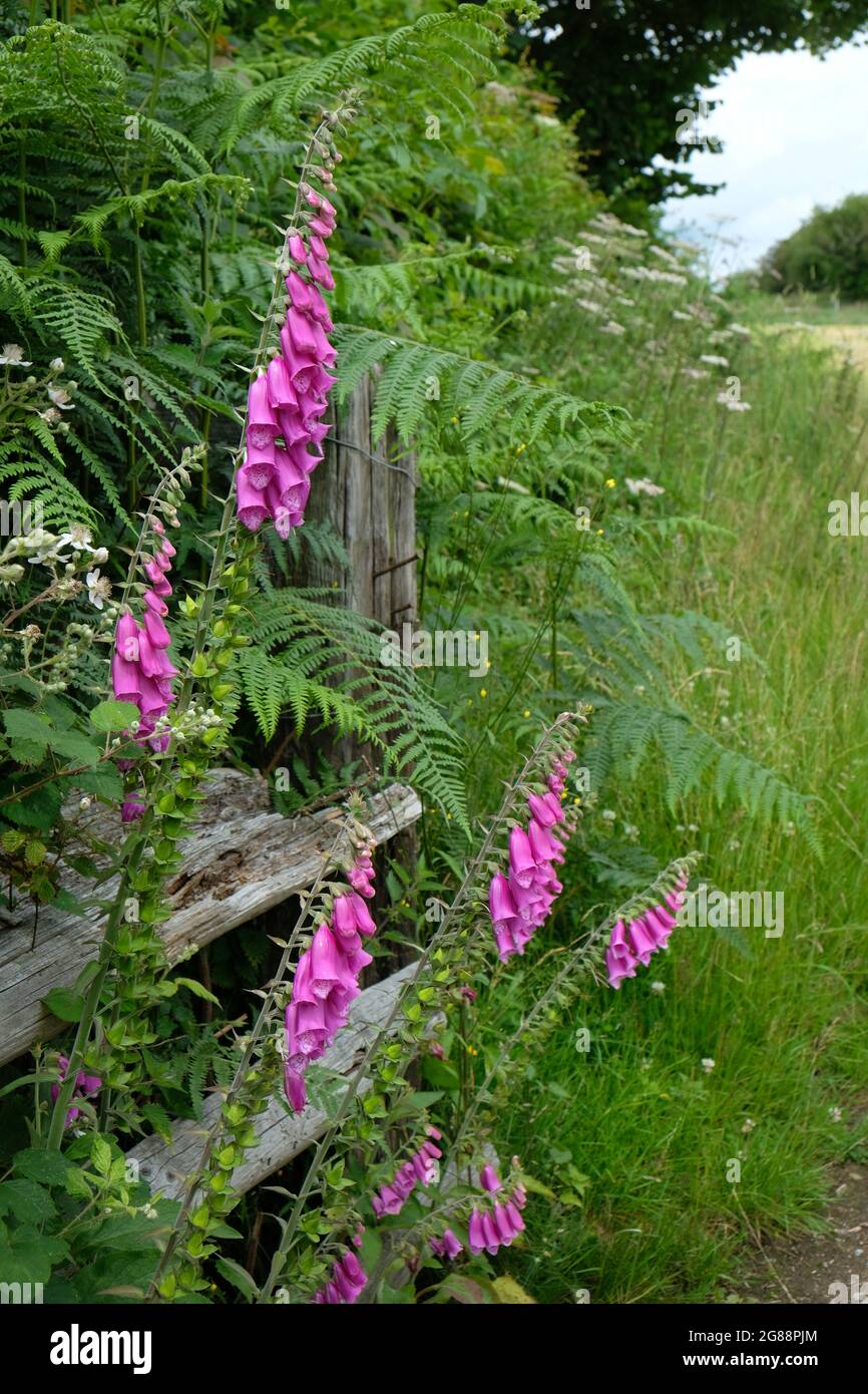 Foxglove - Digitalis - summer flowers in Herefordshire countryside, England, UK Stock Photo