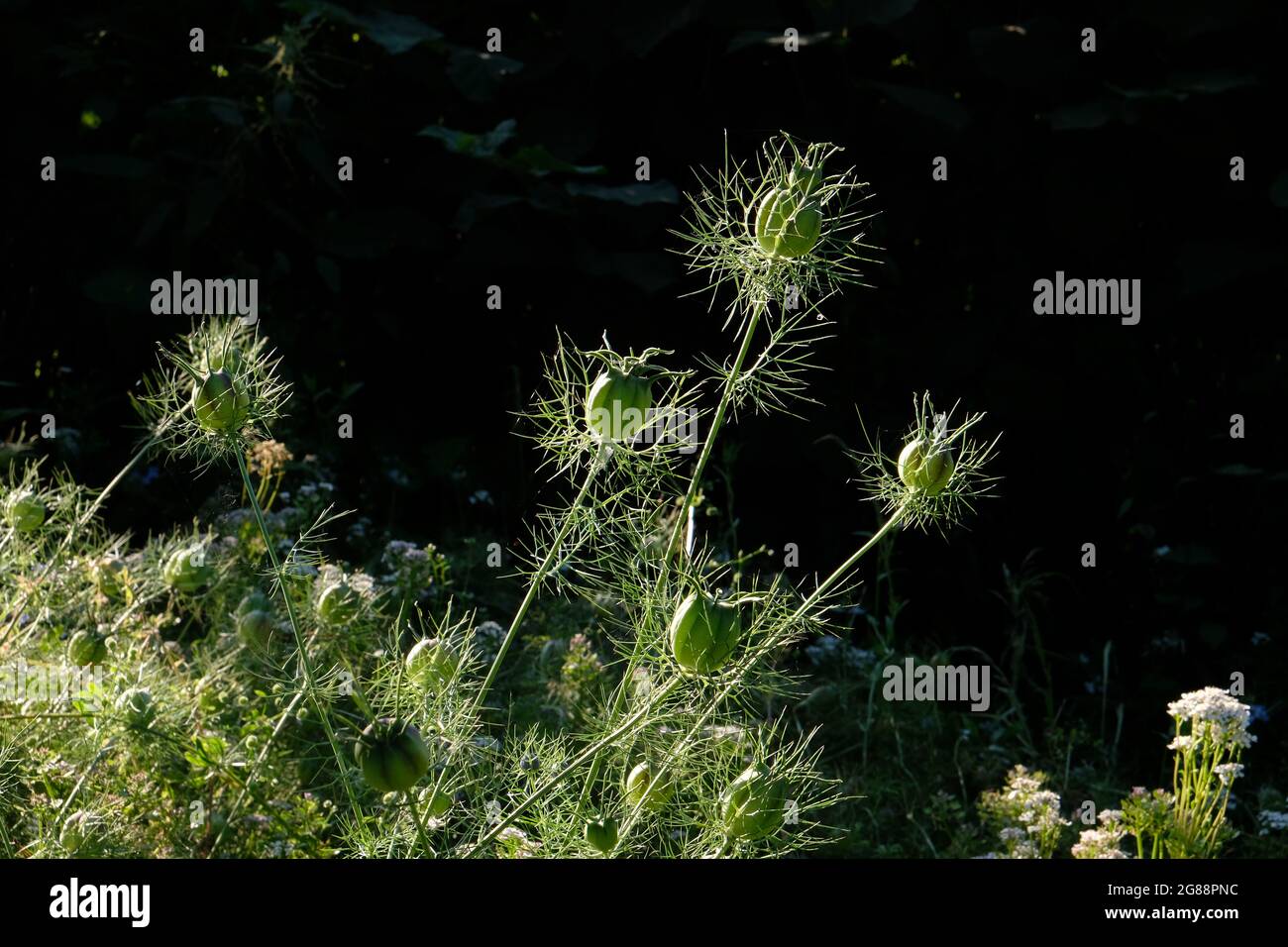 Seed-heads of Love-in-a-mist - Nigella damascena - against a black background Stock Photo