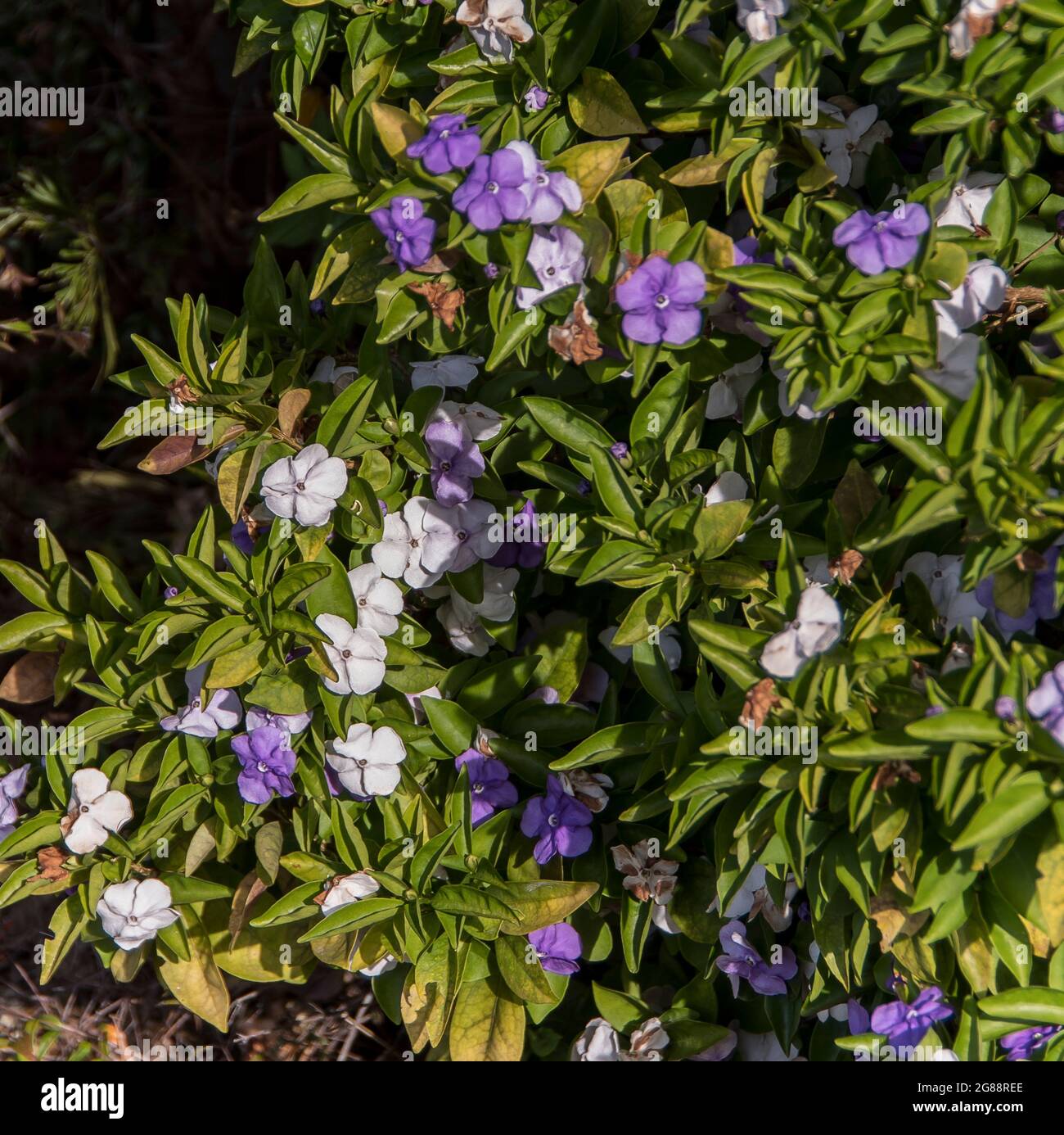 'Yesterday today and tomorrow' shrub (Brunfelsia pauciflora) flowers that change colour. Native of Brazil, growing in garden in Queensland, Australia. Stock Photo
