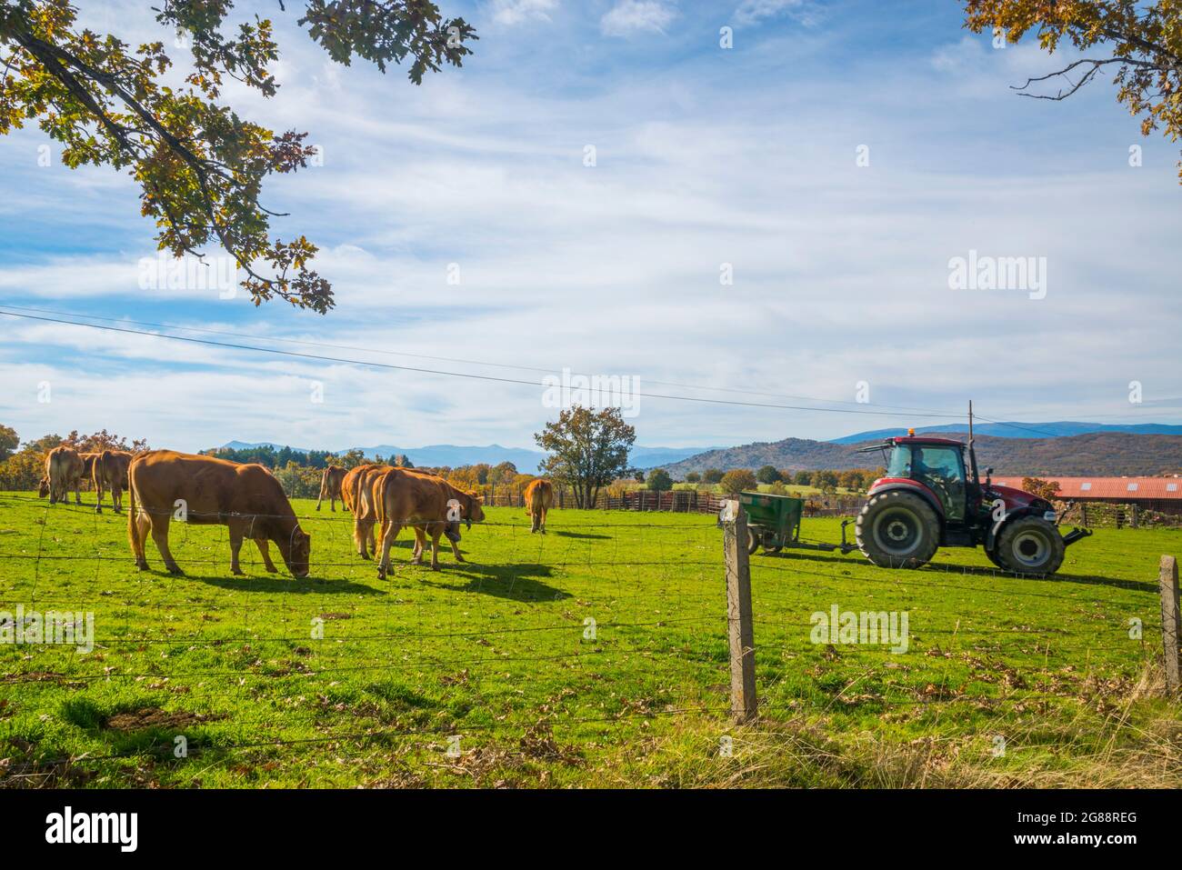 Cows in a farm.  Montejo de la Sierra, Madrid province, Spain. Stock Photo