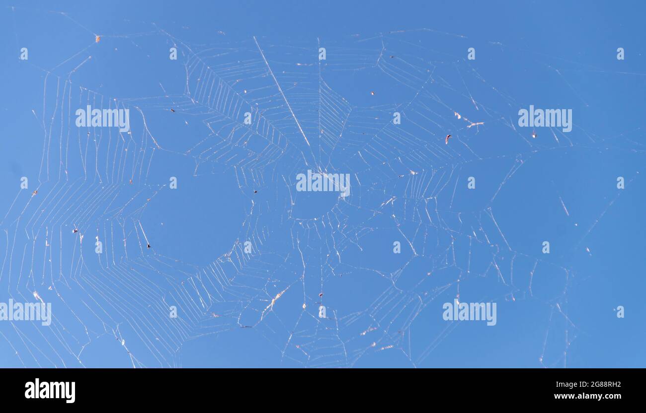 Extensive spider's web of white silk with blue sky background. Queensland, Australia. Copy space. Stock Photo