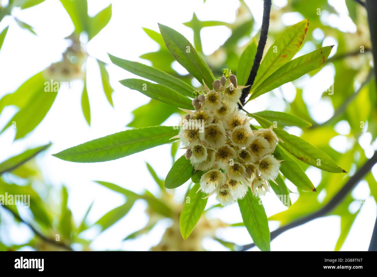 beautiful blooming Elaeocarpus Sylvestris or Elaeocarpus decipiens Stock Photo
