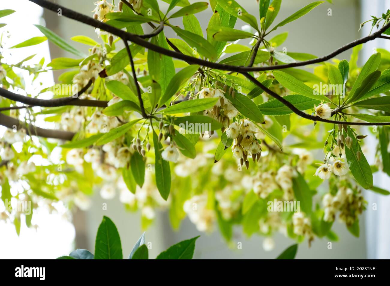 beautiful blooming Elaeocarpus Sylvestris or Elaeocarpus decipiens Stock Photo