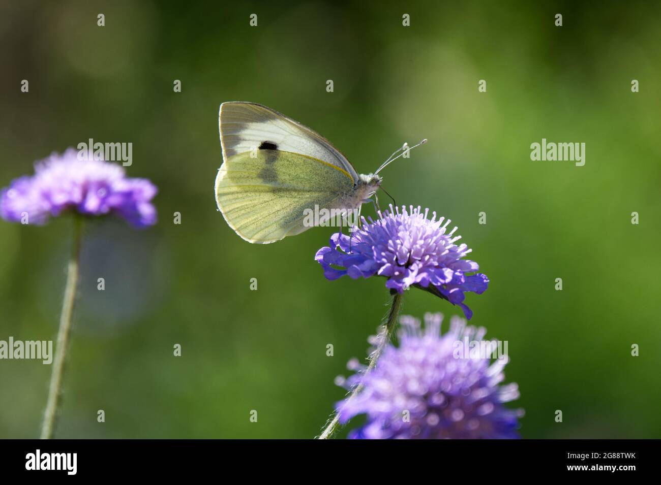 Summer flower of Field scabious ( Knautia arvensis) with cabbage white butterfly (Pieris rapae) July UK Stock Photo