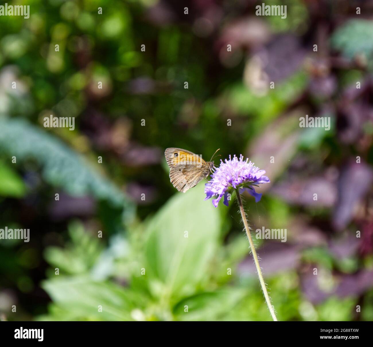 Meadow brown butterfly (Maniola jurtina) on summer flower of scabious (Knautia arvensis) flower July UK Stock Photo