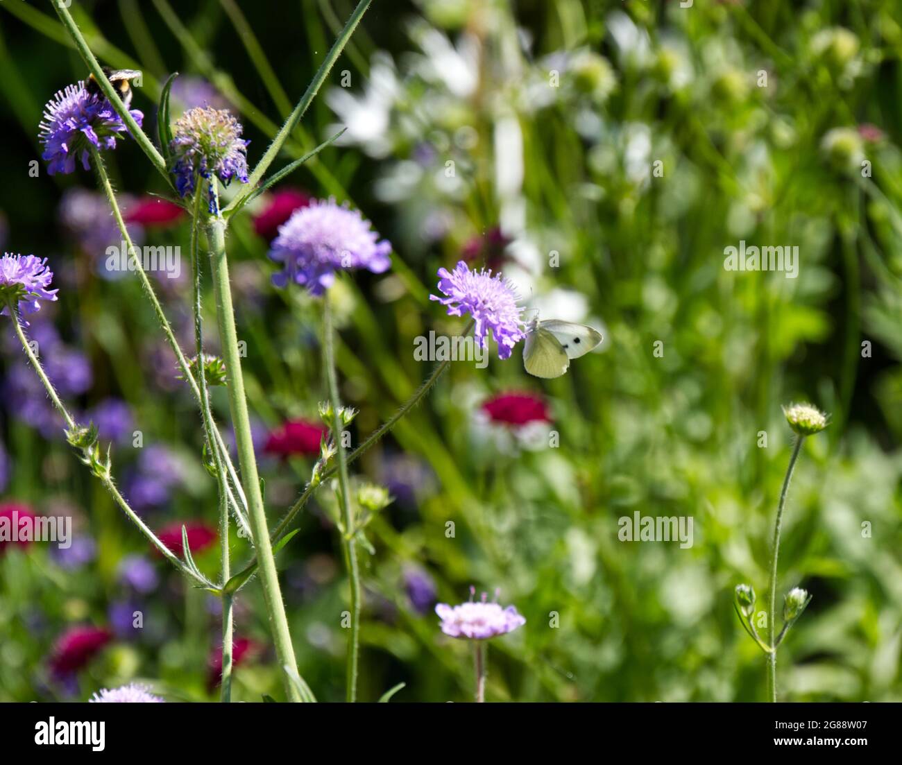 Cabbage white butterfly ( Pieris rapae ) on summer flower of  scabious (Knautia arvensis) flower July UK Stock Photo