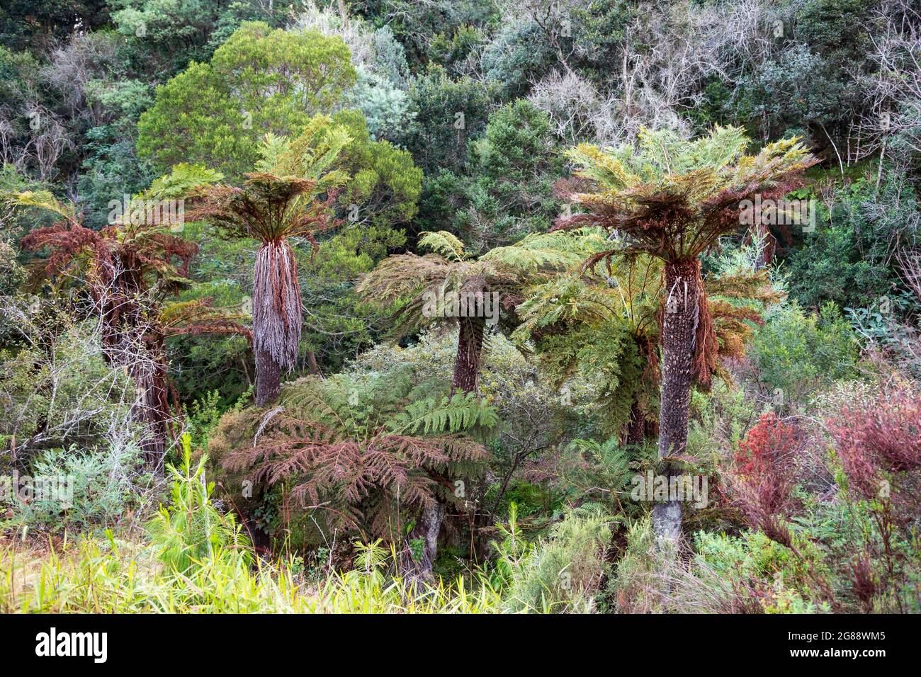 Common tree ferns Alsophila dregei along Mac Mac River, Mpumalanga, South Africa Stock Photo