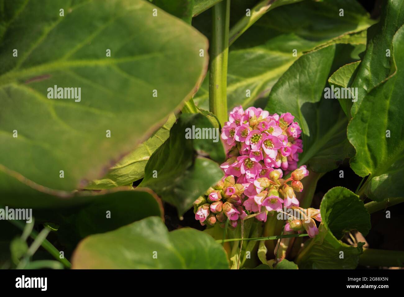 Pink flower of badan or bergenia crassifolia among large green leaves. Blooming medicinal plant. Herbal tea. Stock Photo