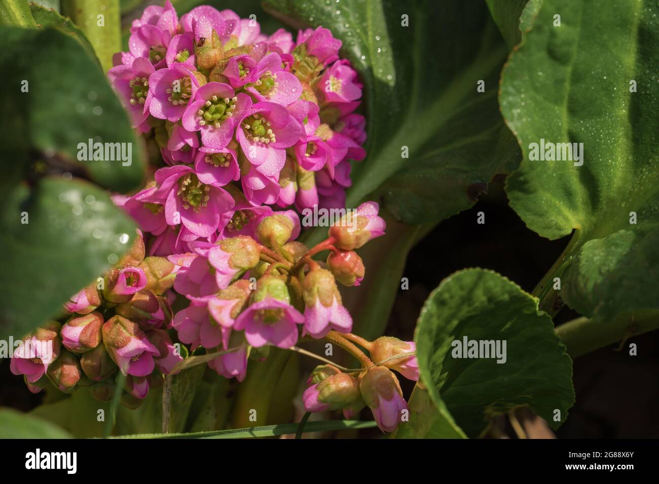 Pink flower of badan or bergenia crassifolia among large green leaves. Blooming medicinal plant. Herbal tea. Stock Photo