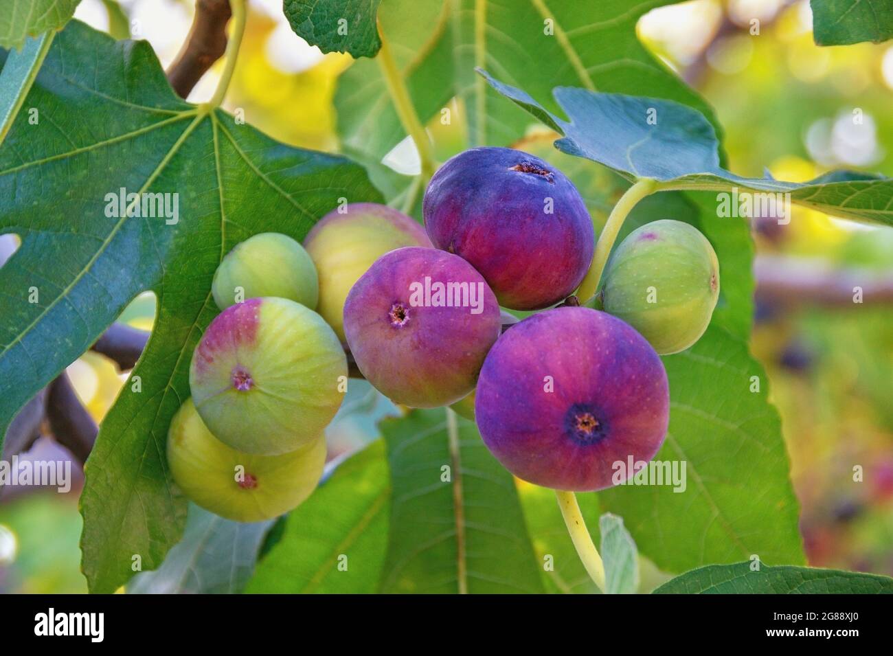 Branches of fig tree ( Ficus carica ) with leaves and fruits Stock ...