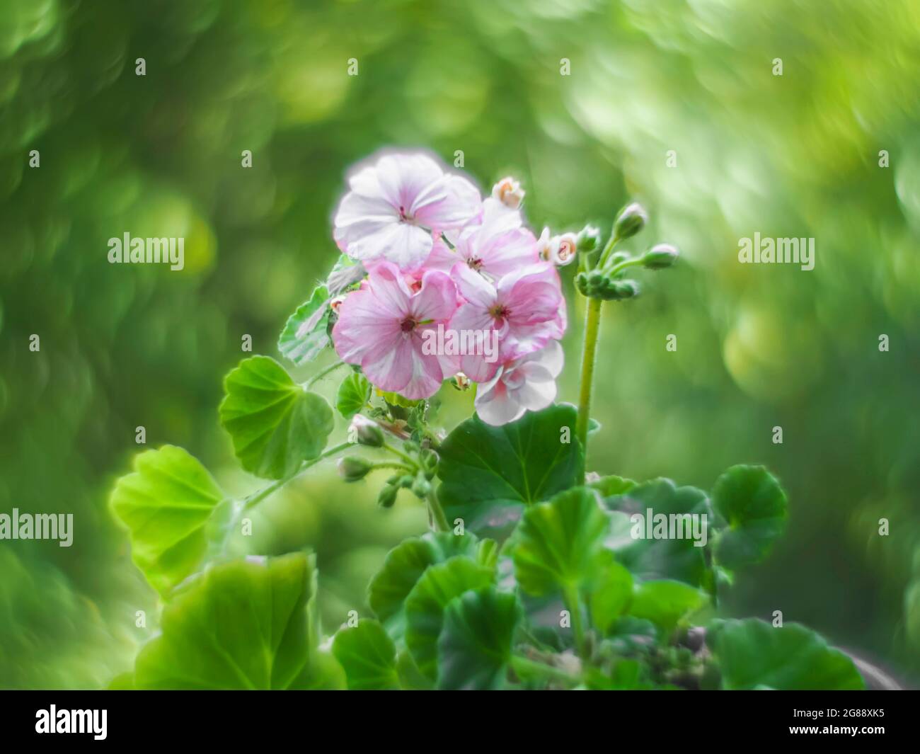 Bokeh swirled by the Helios lens around a pink geranium flowers. Geranium Peltatum. Geranium essential oil. artistic swirly bokeh made with vintage le Stock Photo